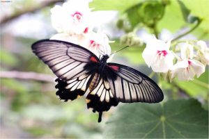 Mơ thấy con bướm đánh số mấy, báo vận may hay xui cho gia đạo?